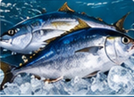Tuna